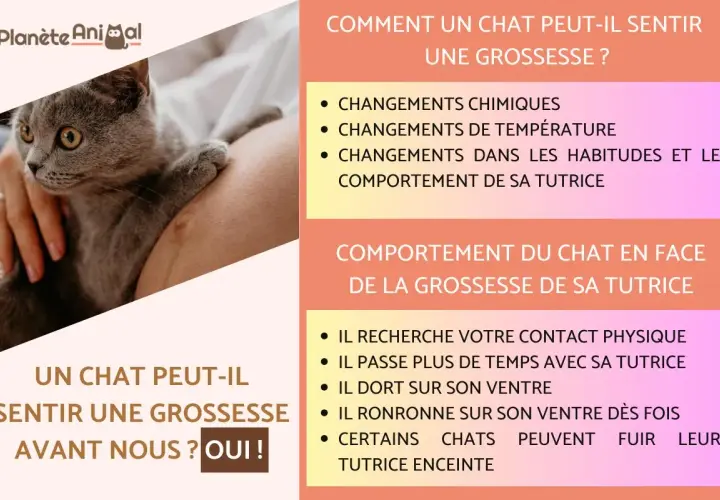 Un chat peut sentir une grossesse avant nous, grâce aux changements chimiques et comportementaux de sa tutrice.
