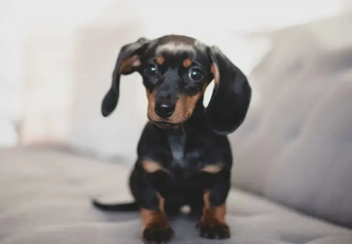 Adorable petit chien de compagnie, un teckel noir et brun aux grandes oreilles tombantes, assis sur un canapé gris.