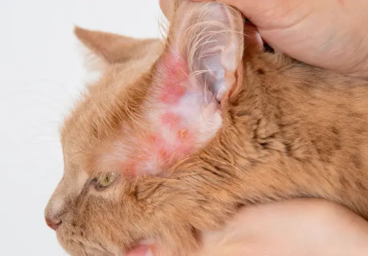 Plaque rouge sur l'oreille d'un chat roux, signe d'une irritation cutanée.