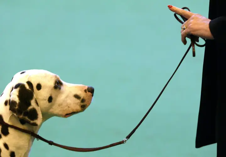 Un dalmatien attend patiemment, la laisse tenue par une main ornée d'une bague. Un moment de concentration avant le **liste ordre chien**.