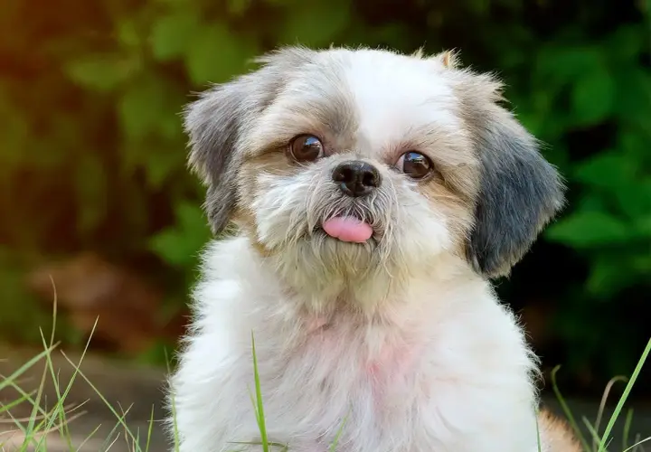Un adorable shih tzu fait une grimace avec sa langue rose sortie, assis dans l'herbe verte.