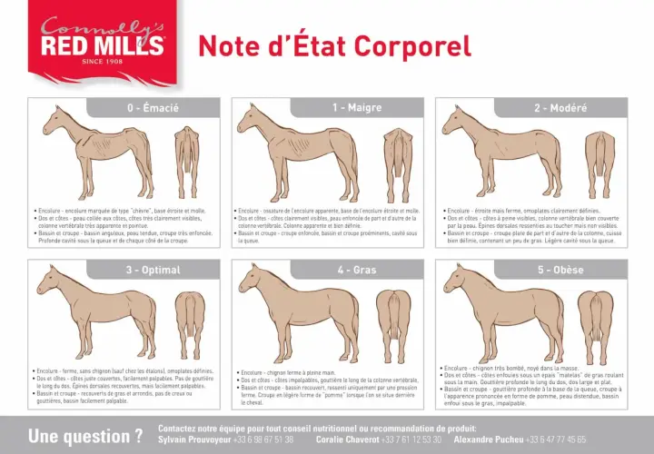 Illustration comparant l'état corporel des chevaux, de "émacié" à "obèse". L'image montre un cheval maigre, avec des côtes saillantes, illustrant une alimentation insuffisante.
