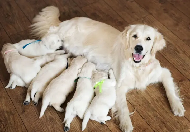 Une maman golden retriever heureuse allaite ses chiots. La mise bas chien s'est bien passée, les petits sont bien blottis contre elle.