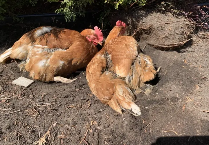 Deux poules rousses se prélassent dans la terre. Elles picorent peut-être des cailloux pour aider leur digestion, une astuce naturelle pour les poules.