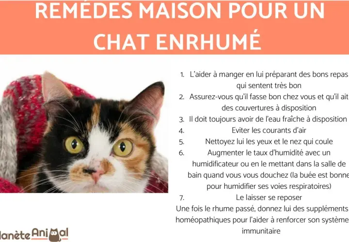 Un chat calico emmitouflé dans une couverture, avec des conseils pour le rhinite chat traitement naturel.