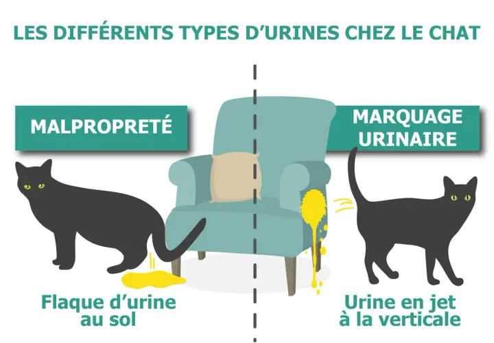 Un chat noir fait du marquage urinaire en projetant de l'urine sur un fauteuil. L'autre chat fait une flaque au sol.