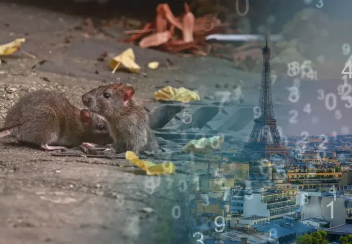 Deux souris se blottissent sur le sol, peut-être une question sur combien de souris par portée. Paris et la Tour Eiffel en arrière-plan.