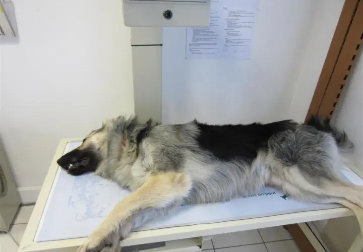 Berger allemand couché sur une table d'examen, possiblement pour un diagnostic de dysplasie.