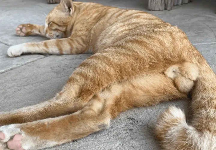 Un chaton roux de 4 mois, endormi, montre ses testicules.
