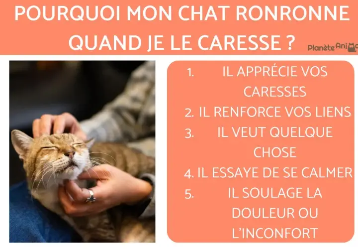 Un chat ronronne fort sous des caresses, appréciant le moment. L'image explique pourquoi un chat ronronne quand on le caresse.