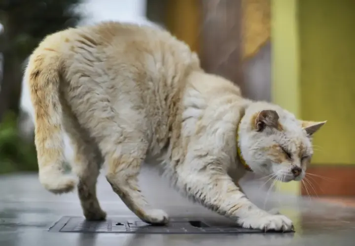 Un chat âgé, au pelage clair, semble avoir le train arrière paralysé. Que faire pour aider ce pauvre chat ?