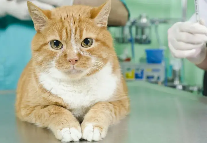 Un chat roux attend sur une table vétérinaire. La question "à quel âge stériliser un chat femelle" est importante pour sa santé.