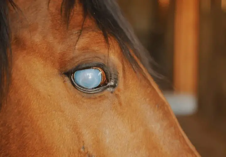 Gros plan sur le cheval, son œil gonflé et qui coule reflète la lumière, une vision voilée.