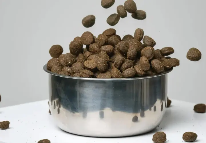 Transition croquette chien diarrhée : des granulés tombent dans une gamelle en inox, certains se dispersent autour.