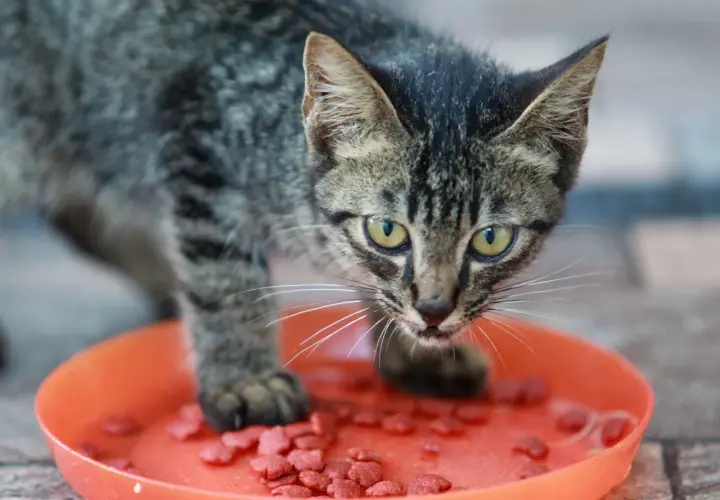 Un chaton tigré mange des croquettes dans une gamelle orange. Une image qui illustre bien l'alimentation mixte chat.