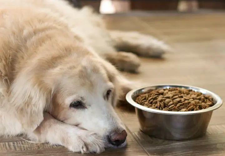 Un vieux chien fatigué, allongé près de sa gamelle pleine, semble boire beaucoup mais ne pas manger.