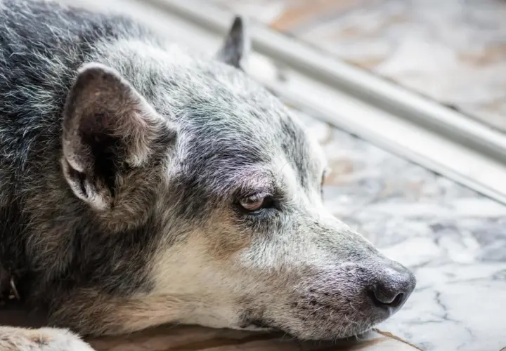 Gros plan sur un vieux chien qui ne mange plus, le regard triste et fatigué. Son pelage gris et blanc témoigne de son âge avancé.