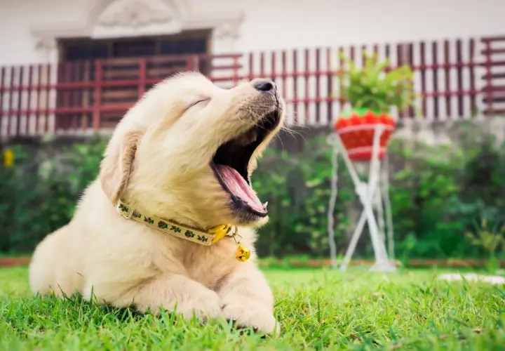 Un adorable chiot golden retriever, le **chien qui baille** le plus mignon, s'étire sur l'herbe verte.
