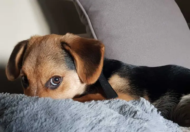 Petit chiot brun et noir, le regard interrogateur, caché derrière un tapis gris. Il se demande pourquoi mon chien gratte le tapis.