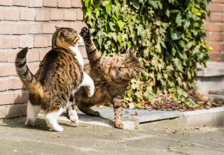 Deux chats jouent, l'un lève la patte. Ils se mordent le cou entre eux, une façon de communiquer et de renforcer leurs liens.