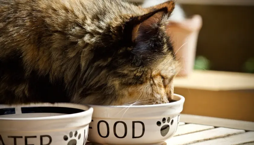 Chat mangeant des croquettes sans céréales. Avis vétérinaire : une alimentation saine pour votre félin.