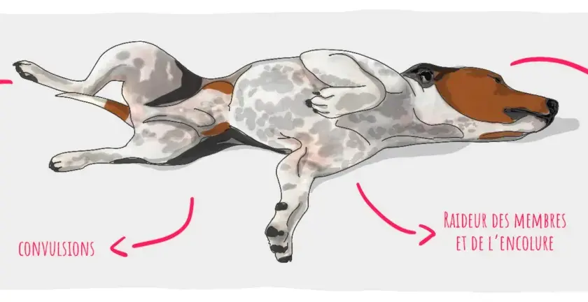 Illustration d'un chien en crise d'épilepsie : salivation excessive, mouvements de pédalage, raideur des membres.