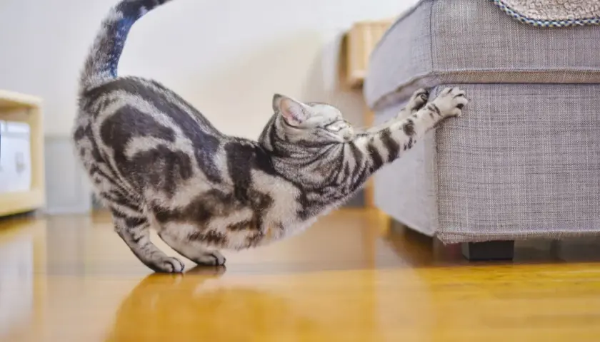 Mon chat tigré s'étire et utilise ses dents pour tirer sur ses griffes, s'accrochant au canapé.