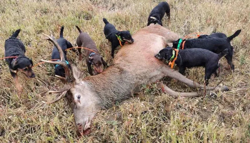 Plusieurs terriers chiens de chasse, noirs et marron, entourent un cerf abattu dans un champ d'herbes sèches.