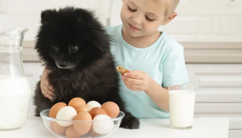 Un enfant donne un biscuit à son chien noir, avec des œufs et du lait sur la table. Combien d'oeuf par semaine pour un chien ?