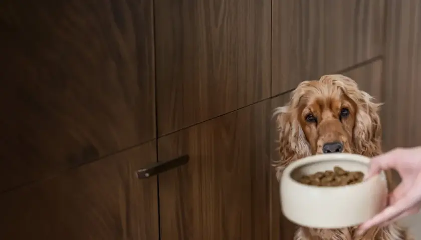 Un cocker spaniel aux yeux implorants regarde sa gamelle pleine. On dirait que mon chien a toujours faim !