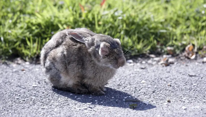 Un lapin gris est assis sur un chemin asphalté, l'air fatigué. Il pourrait avoir besoin d'un traitement pour coryza lapin.