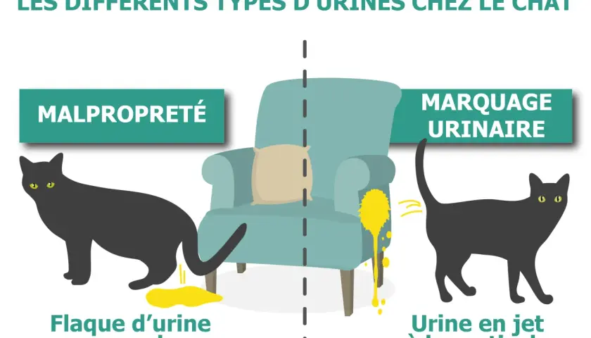 Mon chat fait pipi partout : une flaque au sol (malpropreté) ou en jet vertical (marquage urinaire). L'image illustre ces deux comportements félins.