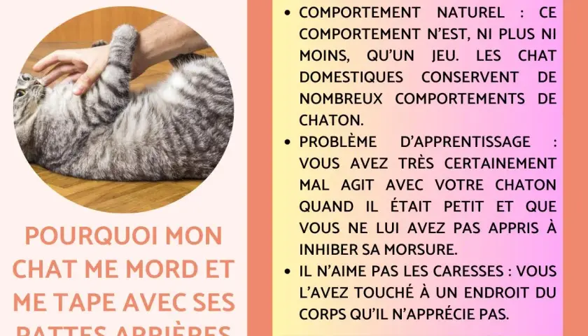 Un chat tigré se retourne sur le dos, une main le caresse. Il me tape avec sa patte avant, peut-être en jeu ou par agacement.