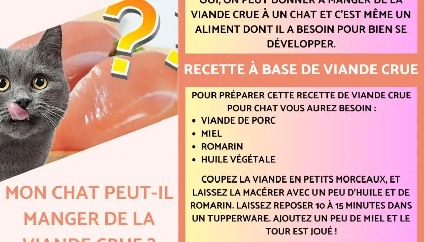Un chat gris lèche ses babines devant des morceaux de viande crue. Le texte suggère que la viande crue est un aliment essentiel pour le développement du chat.
