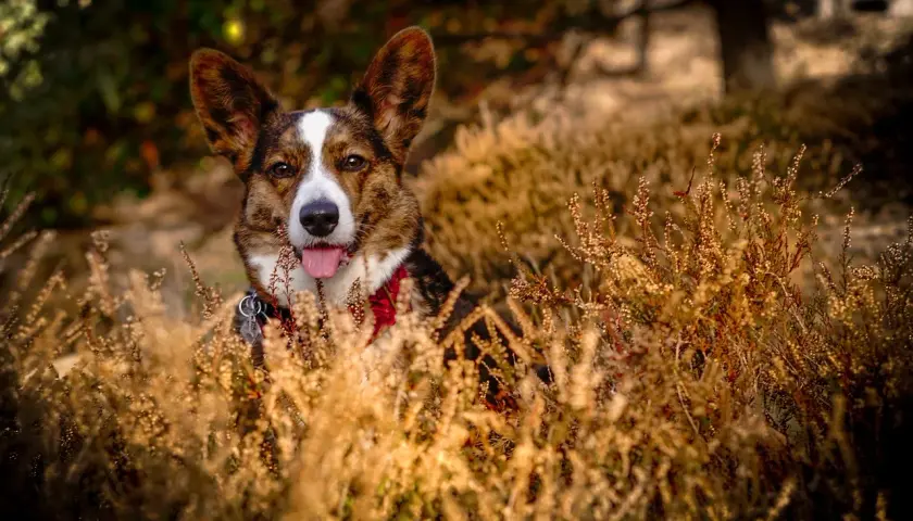 Un adorable corgi chien, le museau hors des herbes sèches, la langue pendante, profite d'une journée ensoleillée.