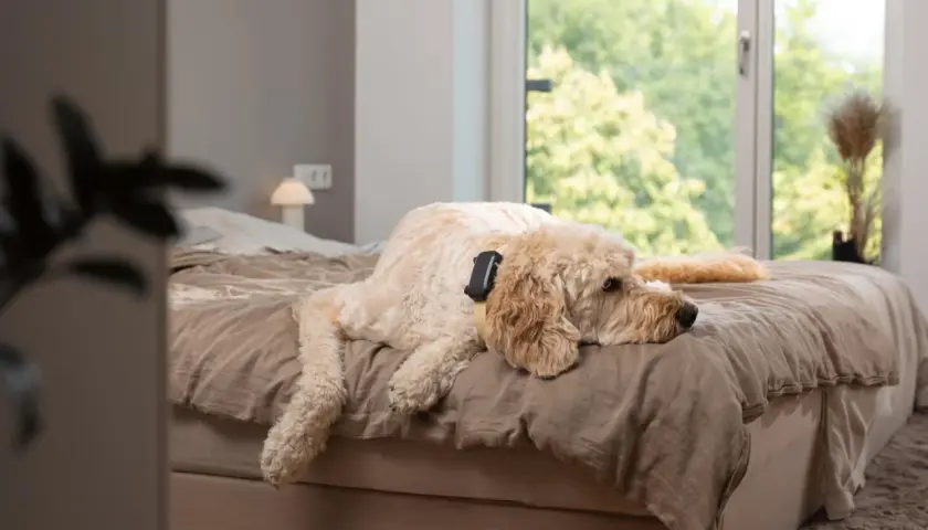 Un chien détendu sur un lit, profitant peut-être de musique douce pour chien.