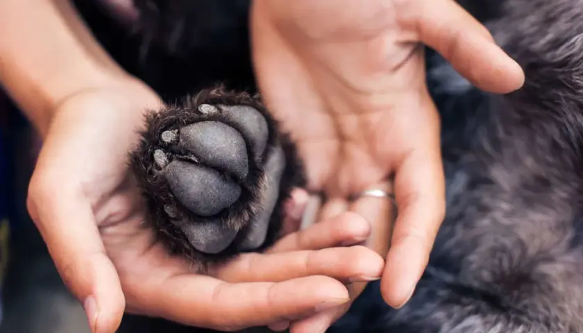 Mains tenant délicatement un coussinet de chien à vif, montrant la fragilité et la confiance.