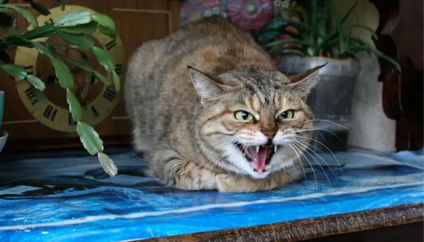 Un chat tigré aux yeux verts, le poil hérissé, feule sur un humain, montrant ses crocs acérés. Il semble prêt à bondir.