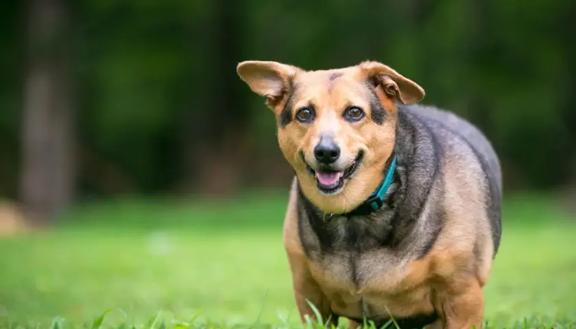 Chien rond et heureux sur l'herbe. Pour savoir comment faire maigrir un chien stérilisé, il faut adapter son alimentation et ses exercices.