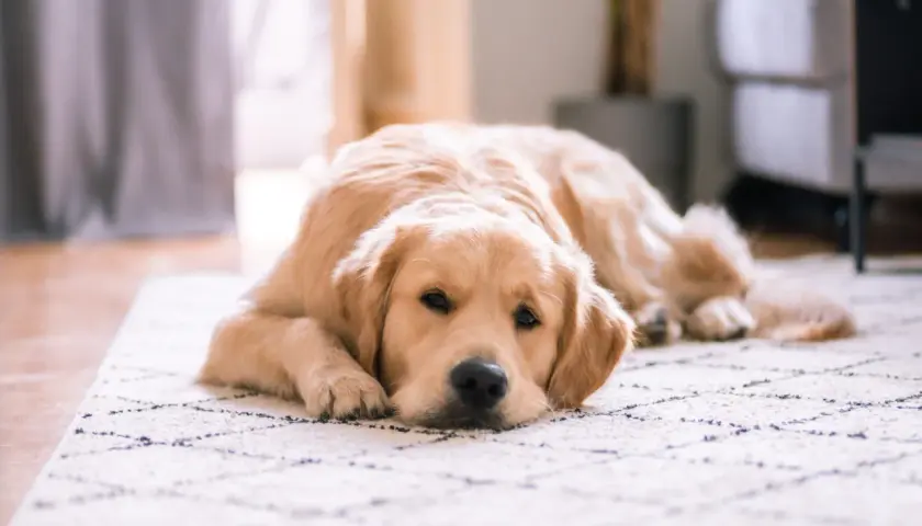 Un golden retriever se repose paisiblement sur un tapis, l'air serein. Il est possible de laisser son chien seul sans qu'il stress.