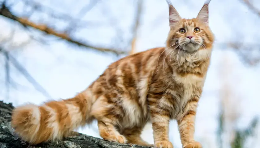 Magnifique chat roux au caractère de Maine Coon, perché sur une branche d'arbre, le regard tourné vers le ciel.