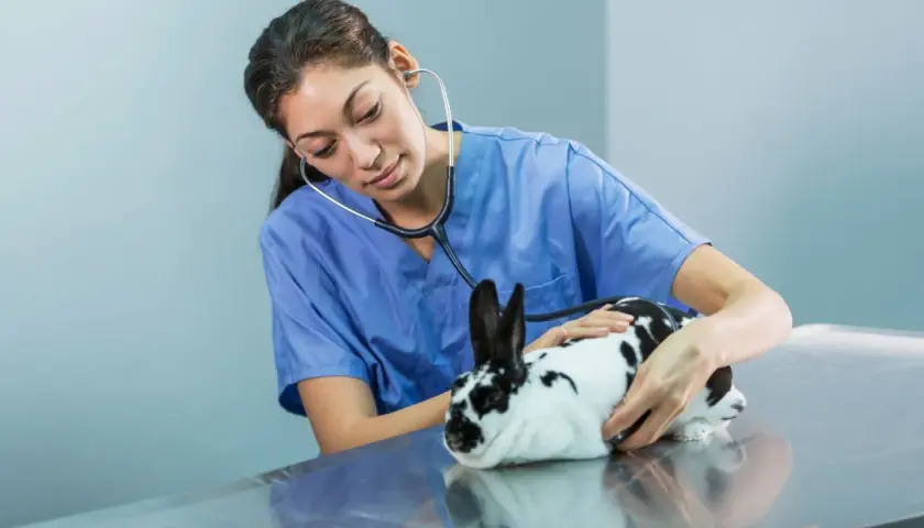 Vétérinaire examinant un lapin nain tacheté, préparatifs pour la castration.