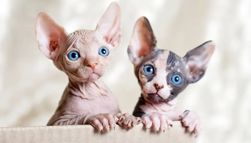 Deux adorables chatons de race sphynx aux grands yeux bleus émergent d'une boîte en carton.