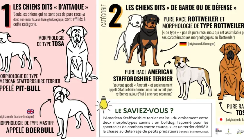 Statistique morsure de chien par race : illustration de chiens de type "d'attaque" (Pit-bull, Boerbull) et de garde/défense (Rottweiler, Tosa).