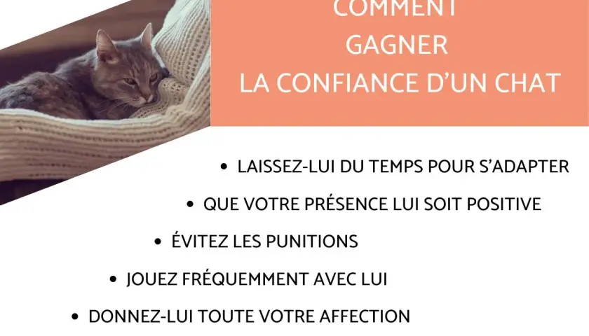 Conseils pour comment apprivoiser un chat adulte : patience, présence positive, jeux et affection. Un chaton se repose sur un plaid.