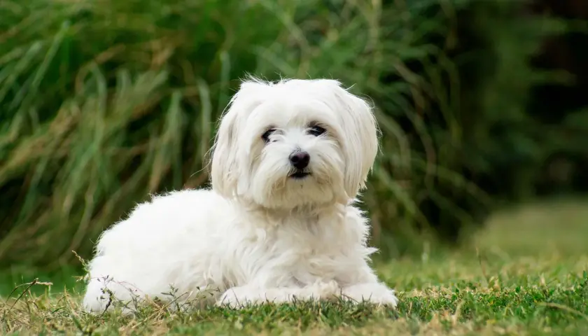 Un adorable bichon maltais, symbole de longue vie et de compagnie fidèle, se repose paisiblement sur l'herbe. L'espérance de vie de ces petits chiens est souvent longue.