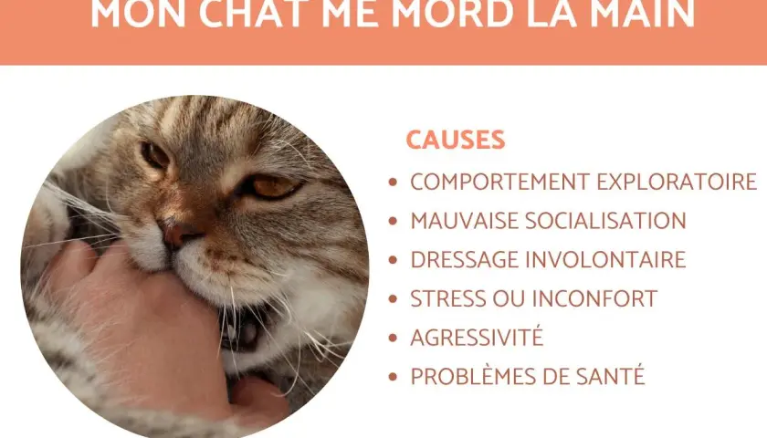 Un chaton qui mord la main, explorant son environnement. Causes : comportement exploratoire, mauvaise socialisation, dressage involontaire, stress, agressivité, problèmes de santé.