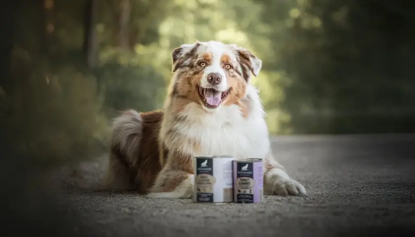 Un chien heureux pose à côté de deux boîtes de nourriture. La question "peut-on mélanger croquettes et pâtée pour chien ?" est au cœur de cette image.