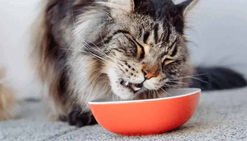 Un Maine Coon savoure son repas dans une gamelle orange. L'alimentation de ce grand chat est essentielle pour sa santé.