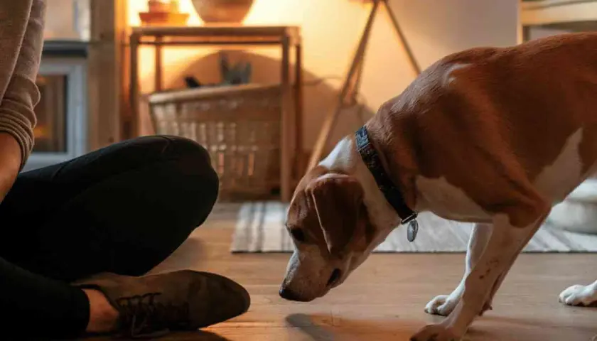 Un chien qui renifle attentivement le pied d'une personne assise, explorant le monde avec son nez.